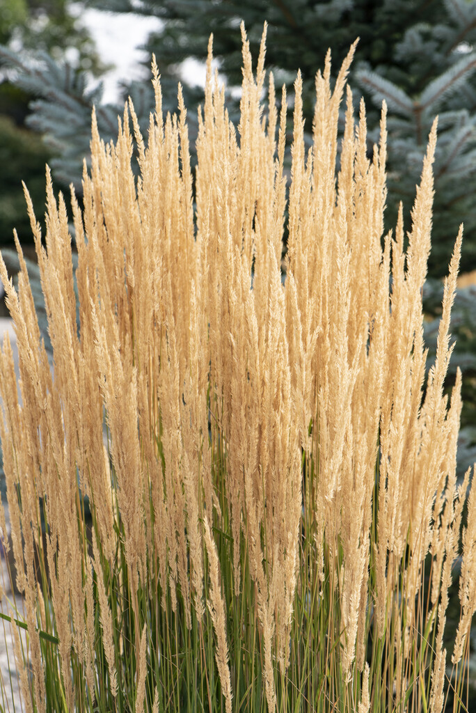 feather reed grass 'Karl Foerster'