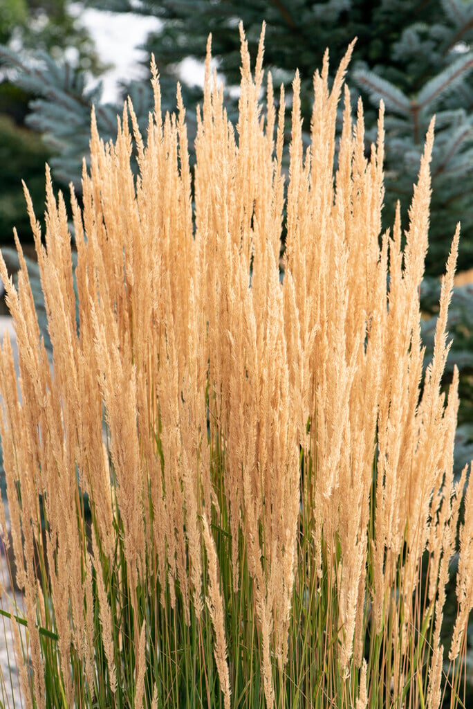 feather reed grass 'Karl Foerster'