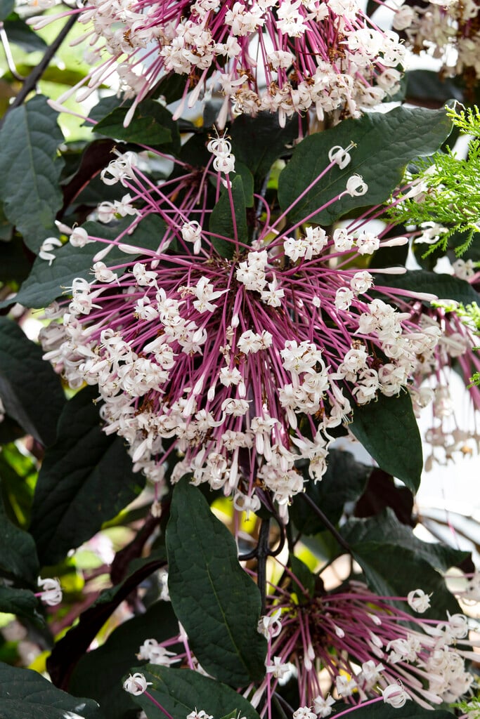 <i>Clerodendrum</i> <i>quadriloculare</i>