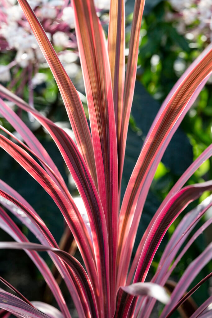 cabbage palm 'Cherry Sensation'
