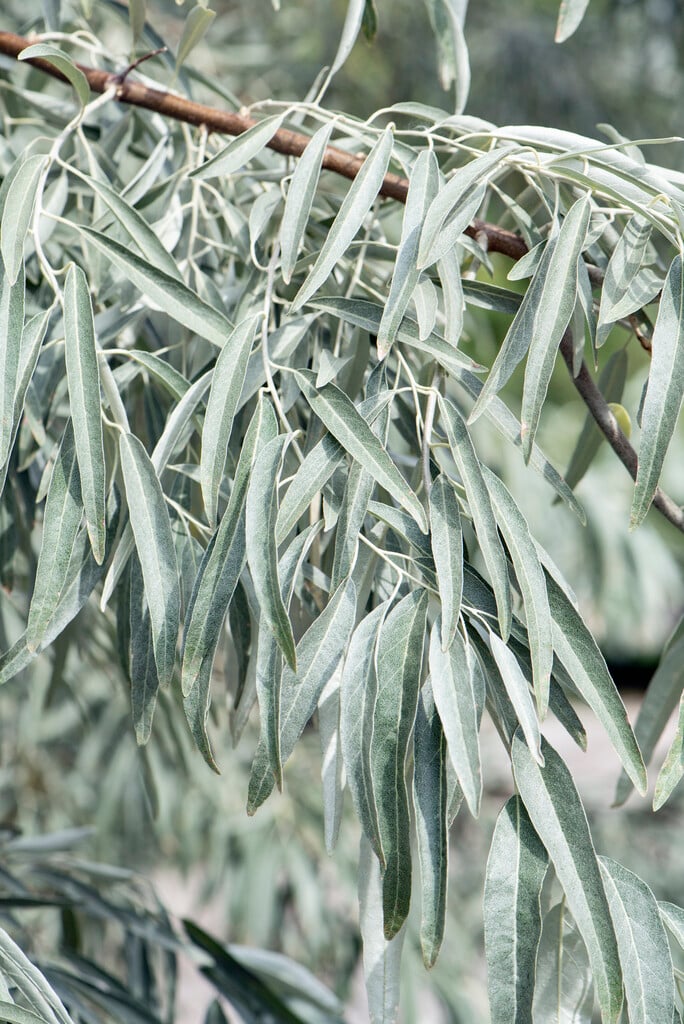 Russian olive