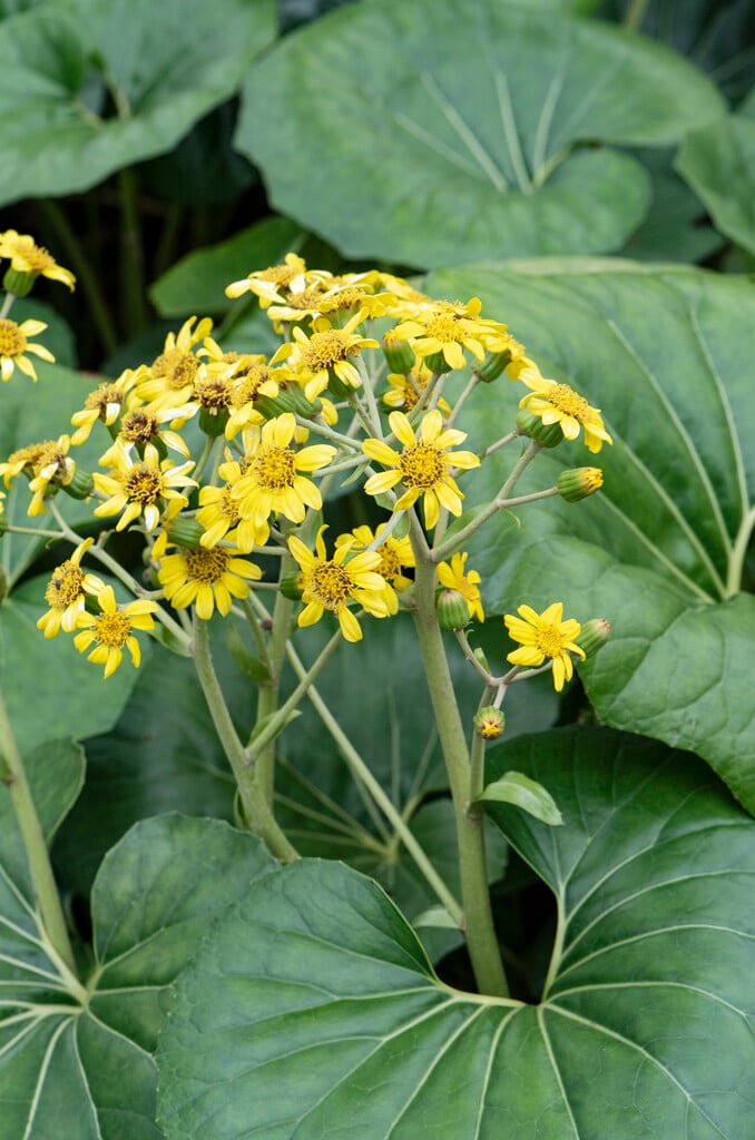 giant leopard plant