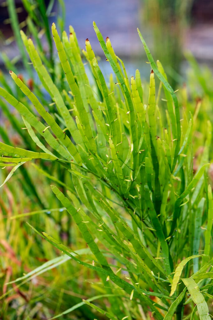 centipede plant