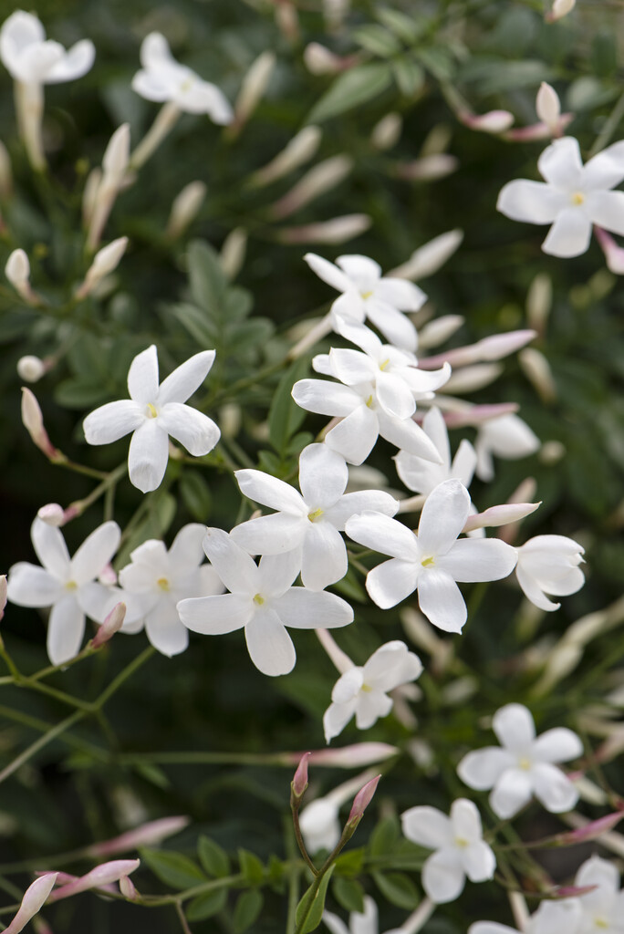 many-flowered jasmine