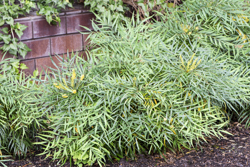 Plant image