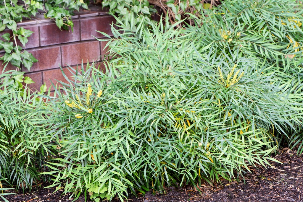 Plant image