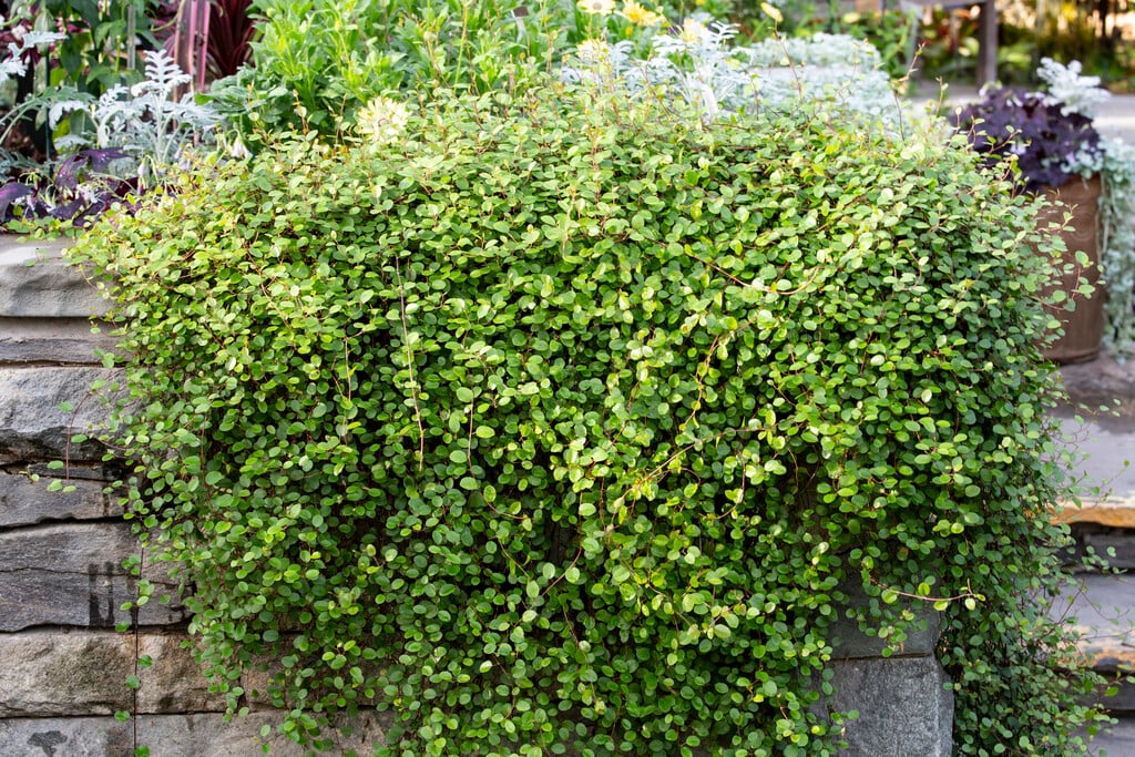 necklace vine