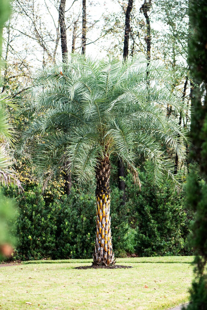 East Indian wine palm