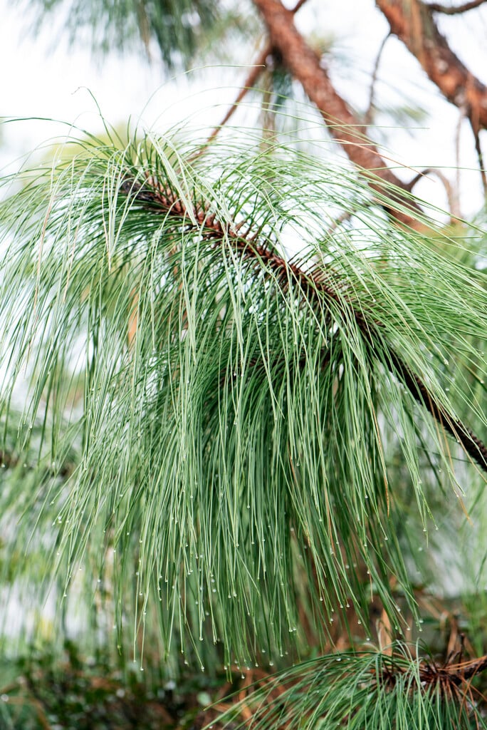 long-leaf pine