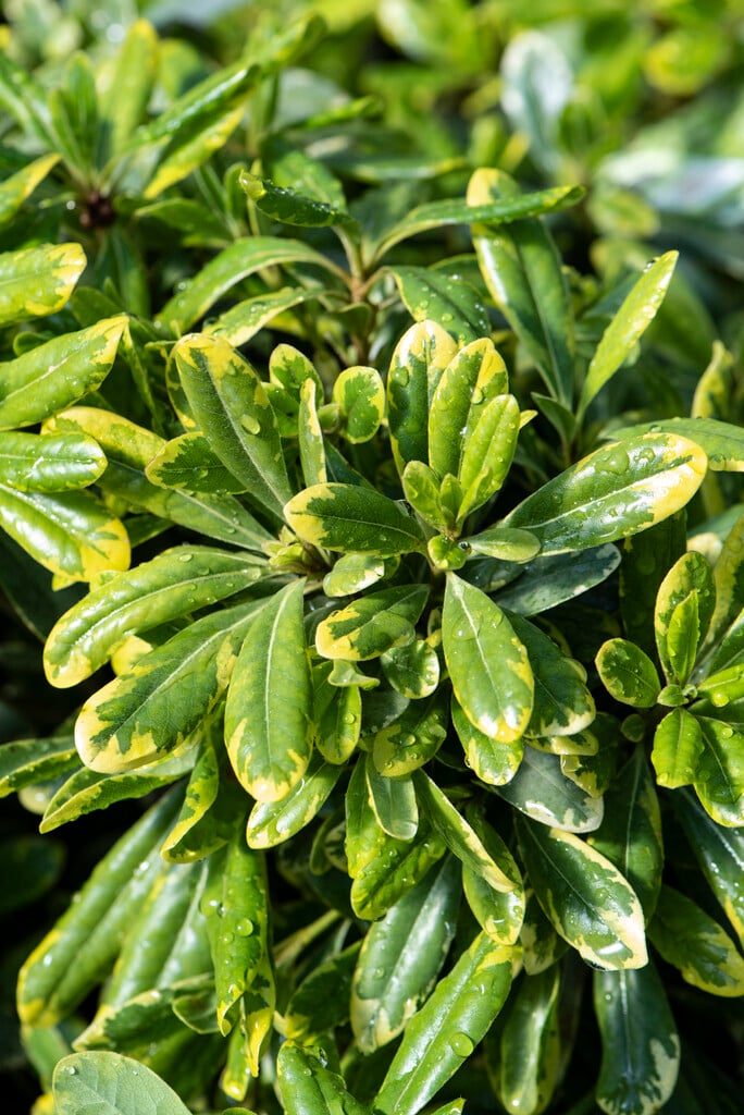 <i>Pittosporum</i> <i>tobira</i> 'Mojo' (v)