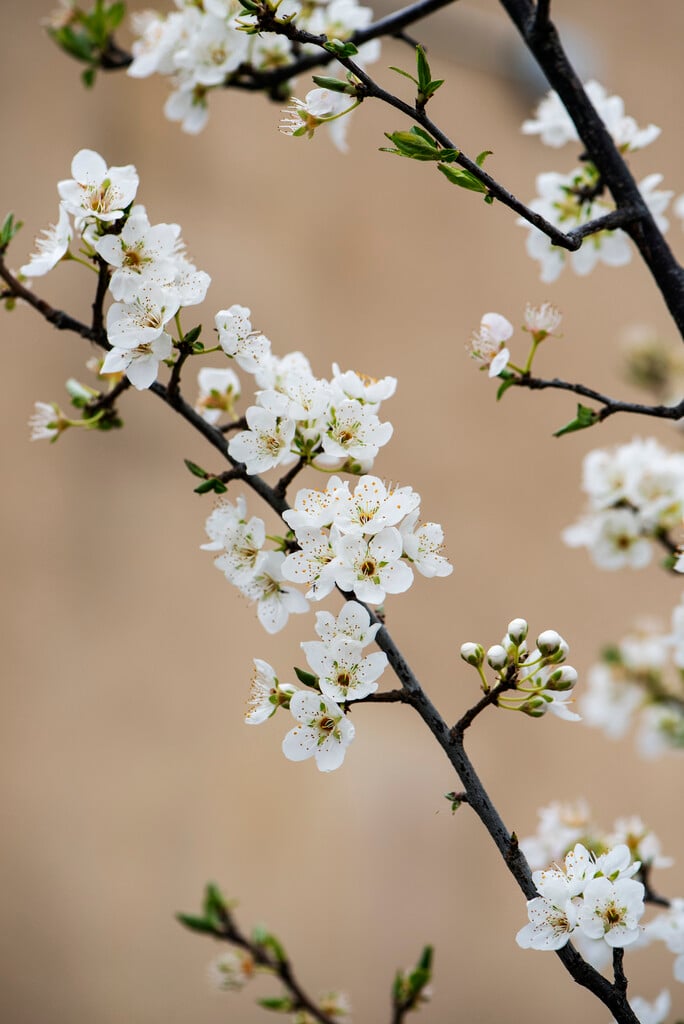<i>Prunus</i> <i>mexicana</i>
