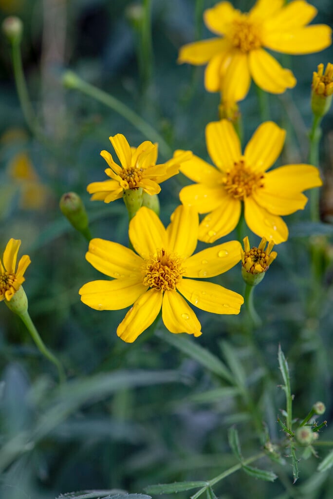 <i>Tagetes</i> <i>lemmonii</i>