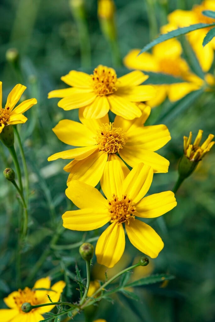 <i>Tagetes</i> <i>lemmonii</i>