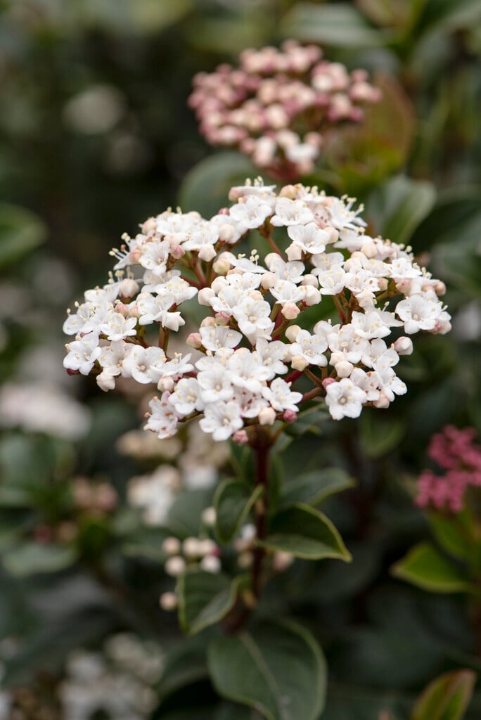 laurustinus 'Spring Bouquet'