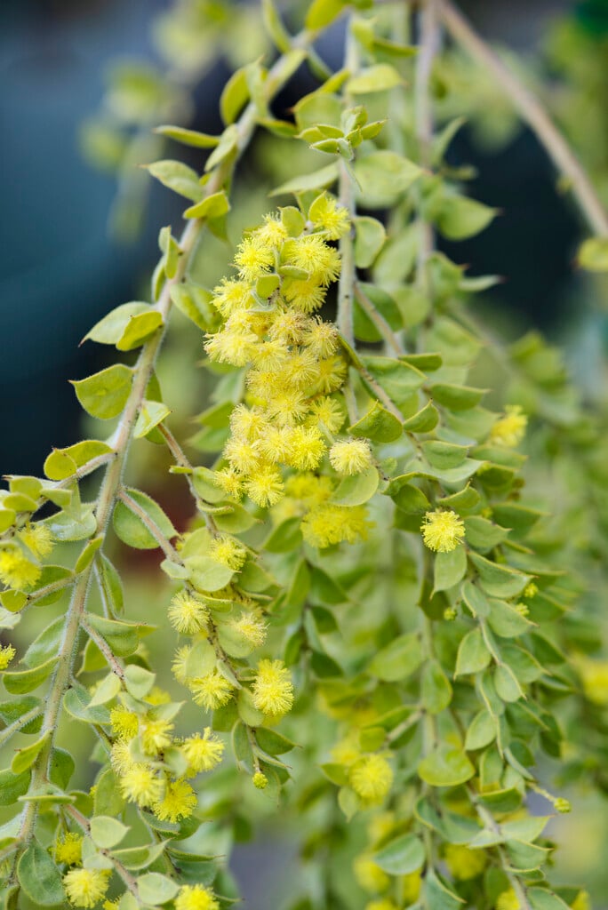 hairy wattle
