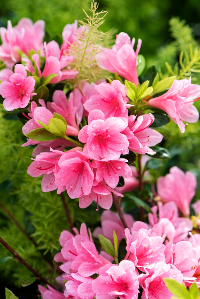 <i>Rhododendron</i> 'Kirin' (Tsutsuji) (EA)