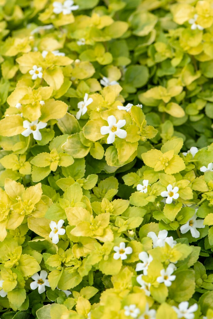 <i>Chaenostoma</i> <i>cordatum</i> [<span style="font-variant: small-caps;">Scopia Golden Leaves White</span>] ('Dancop15') (Scopia Series)