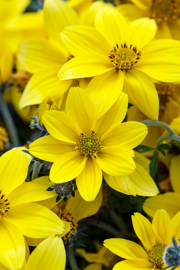 <i>Bidens</i> <i>ferulifolia</i> 'Mega Charm'