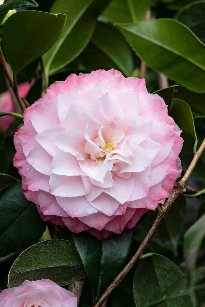 Camellia japonica &Nuccio&s Pearl& | camellia &Nuccio&s Pearl& Shrubs ...