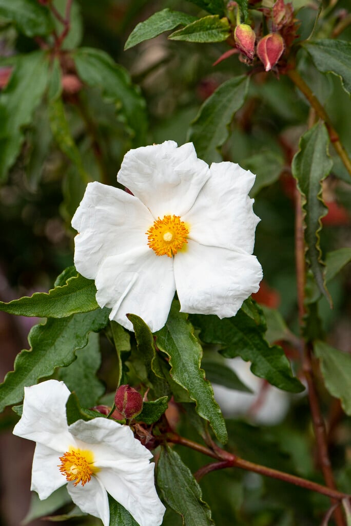 <i>Cistus</i> <i>ladanifer</i> 'Blanche'