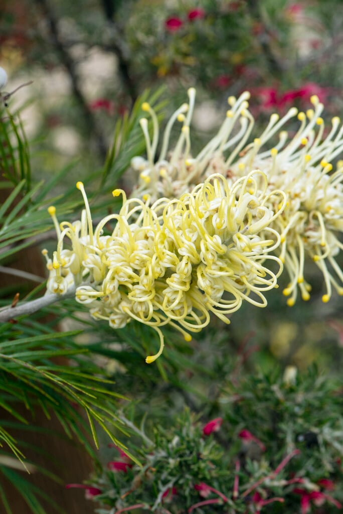 <i>Grevillea</i> 'Moonlight'