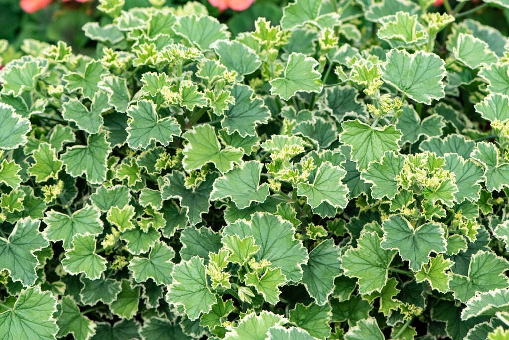 geranium 'Oldbury Duet