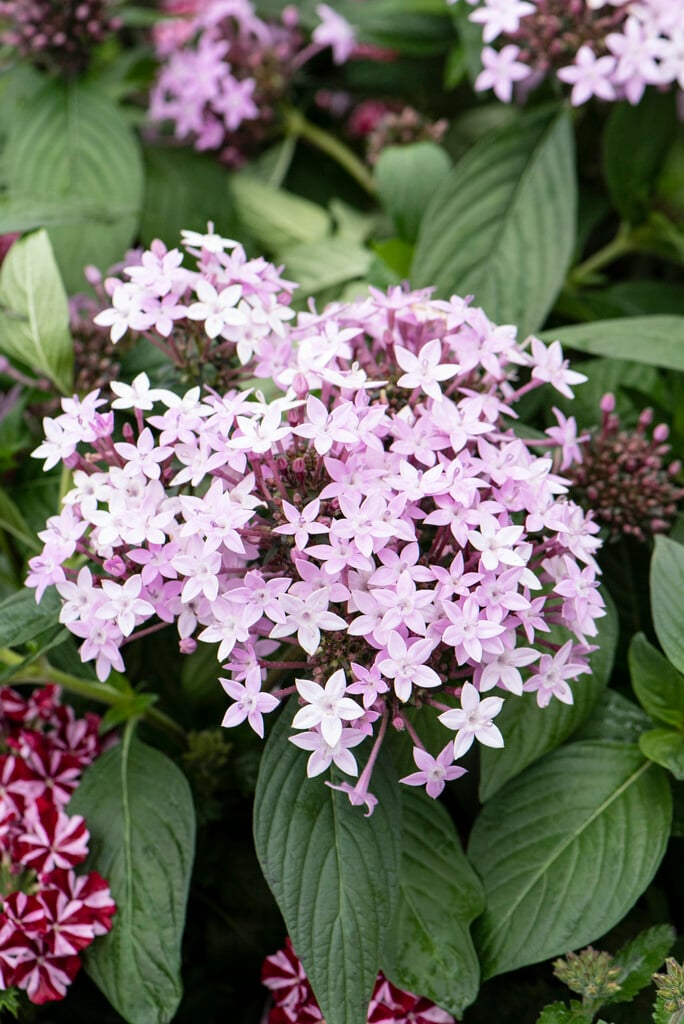 <i>Pentas</i> <i>lanceolata</i> [<span style="font-variant: small-caps;">Northern Lights Lavender</span>] ('99/280-6')