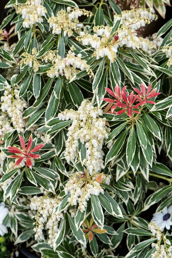 pieris 'Flaming Silver'
