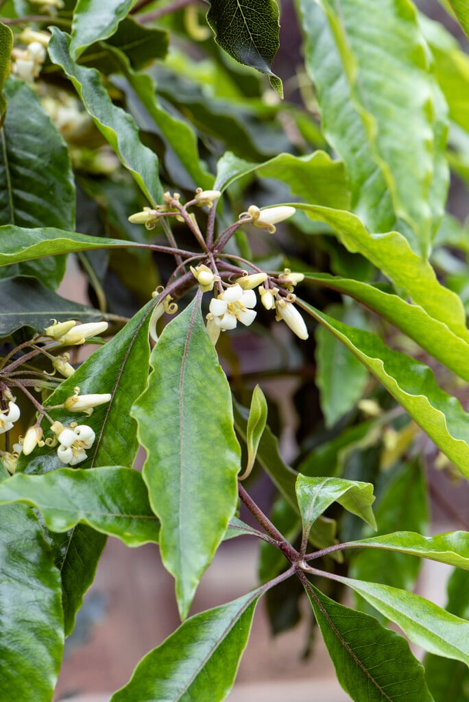 Australian laurel