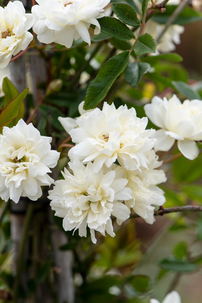 Banksia rose