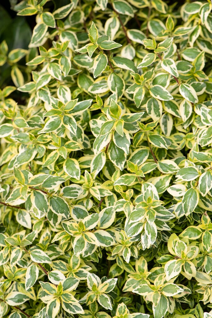 abelia 'Radiance'