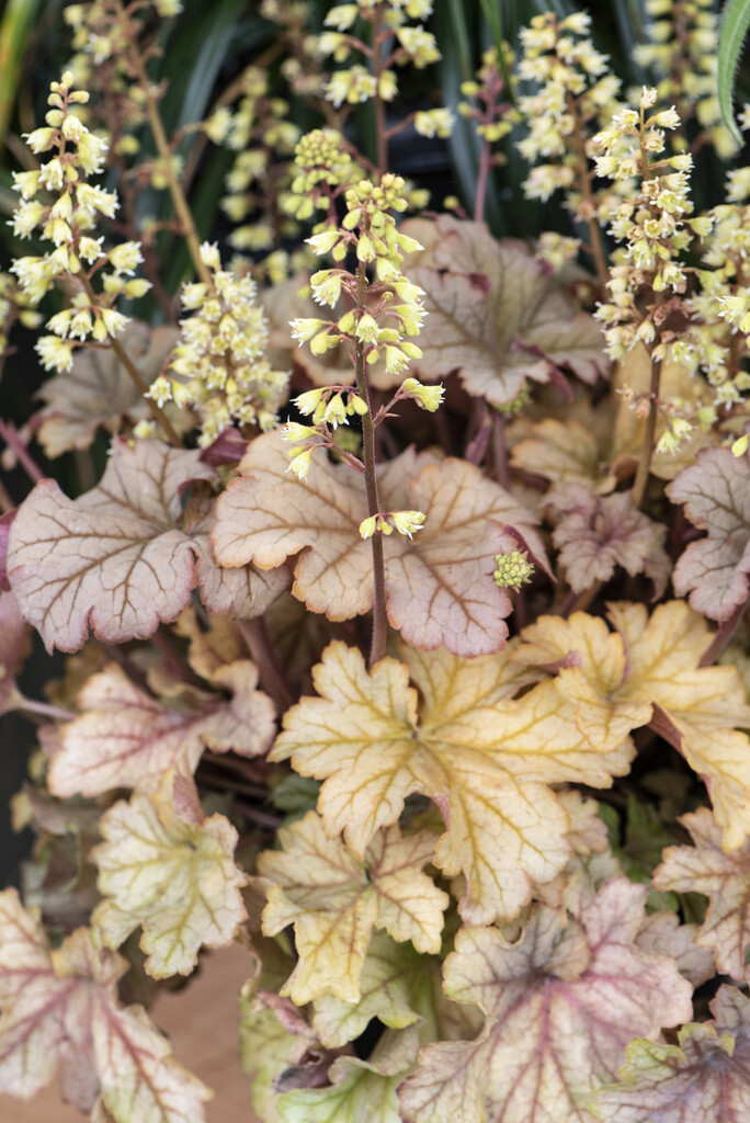 alum root 'Topaz Jazz'