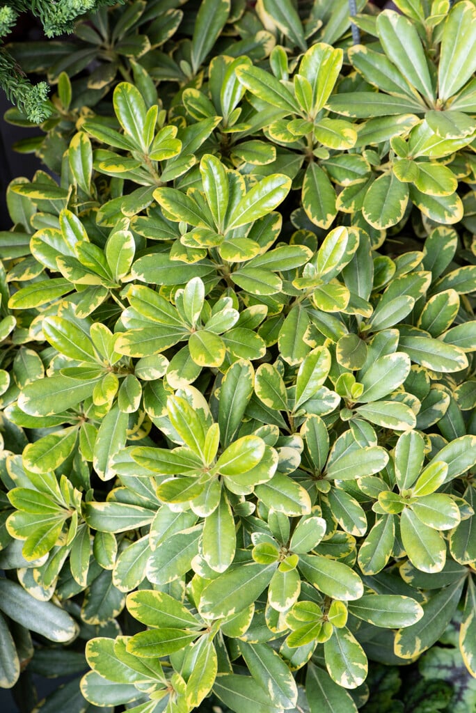 <i>Pittosporum</i> <i>tobira</i> 'Mojo' (v)