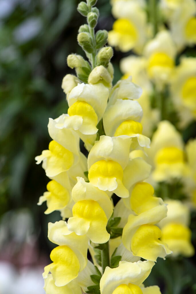snapdragon 'Sonnet Yellow'