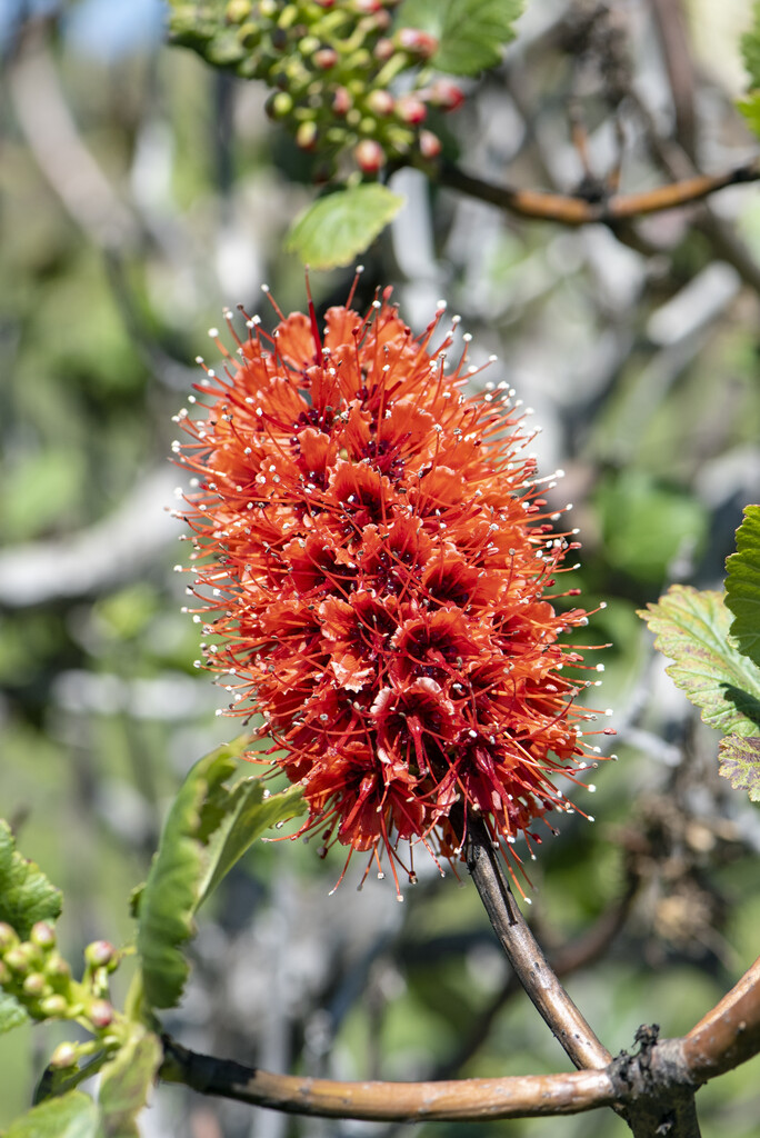 Natal bottlebrush