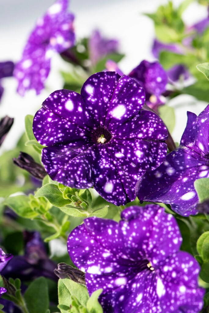 <i>Petunia</i> [<span style="font-variant: small-caps;">Constellation Virgo</span>] ('Wespecovi') (Constellation Series)