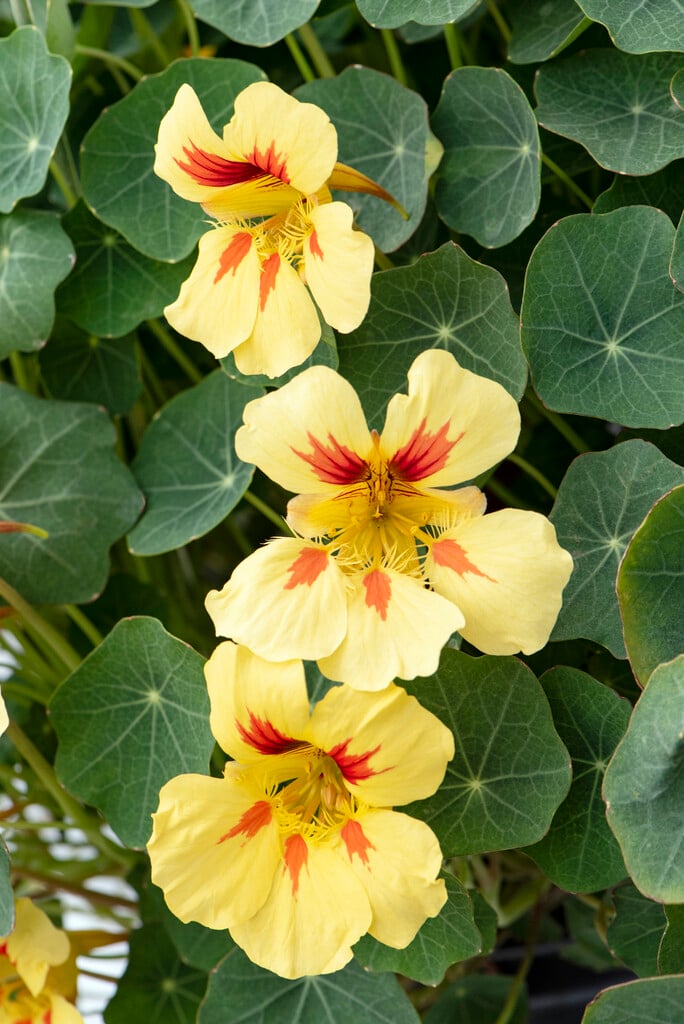 <i>Tropaeolum</i> <i>majus</i> 'Banana Split'