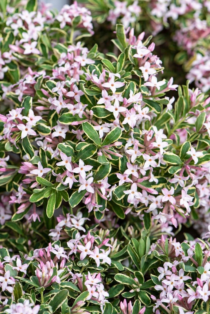 Daphne × burkwoodii &Variegata& narrow gold edge | Shrubs/RHS Gardening