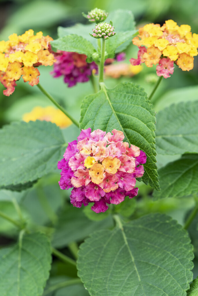 <i>Lantana</i> <i>camara</i> [<span style="font-variant: small-caps;">Bandana Cherry Sunrise</span>] ('Bante Cheriasun') (Bandana Series)