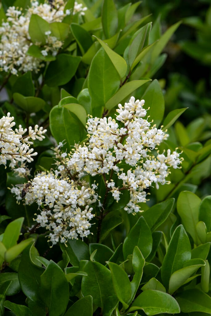 Ligustrum japonicum | Japanese privet Shrubs/RHS Gardening