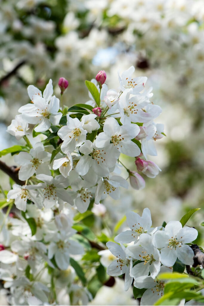 crabapple [Sugar Tyme]