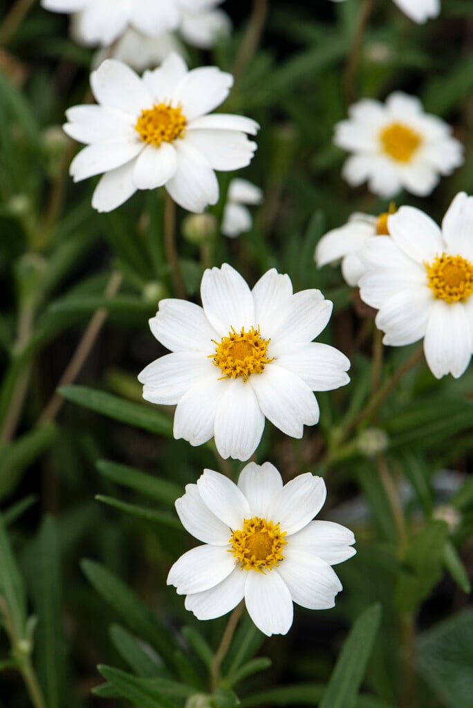 <i>Melampodium</i> <i>leucanthum</i>