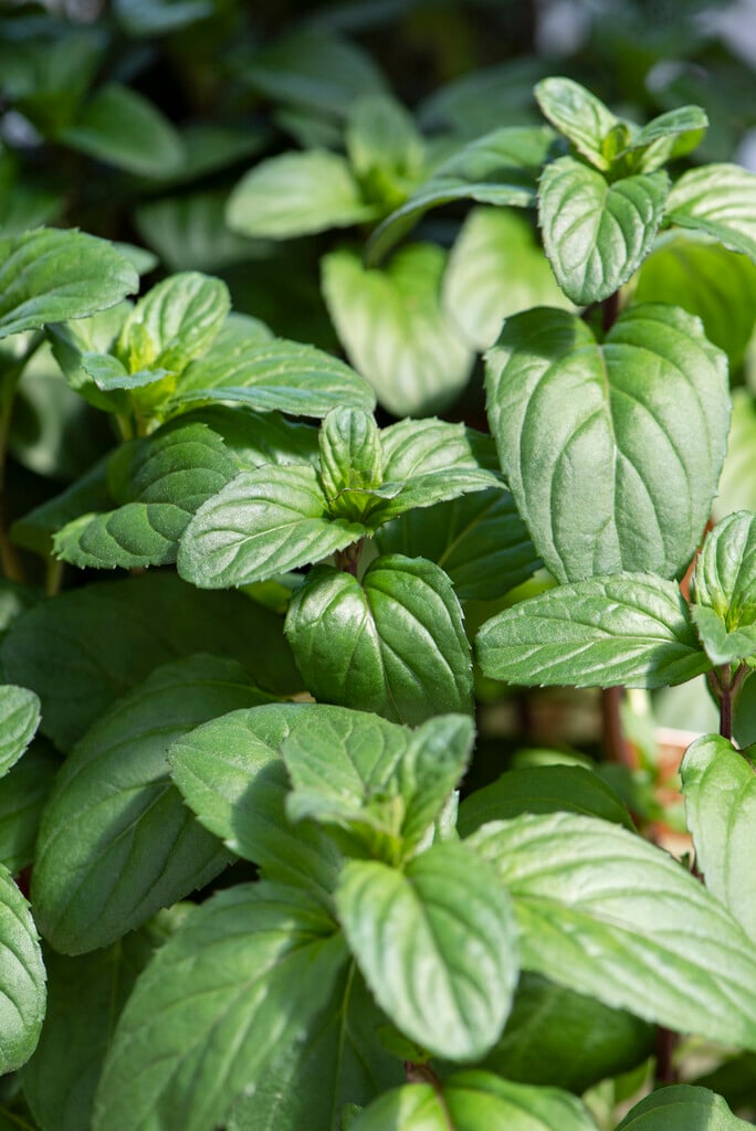 eau de Cologne mint 'Basil'