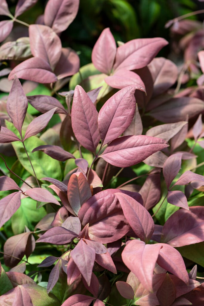 heavenly bamboo [Blush Pink]