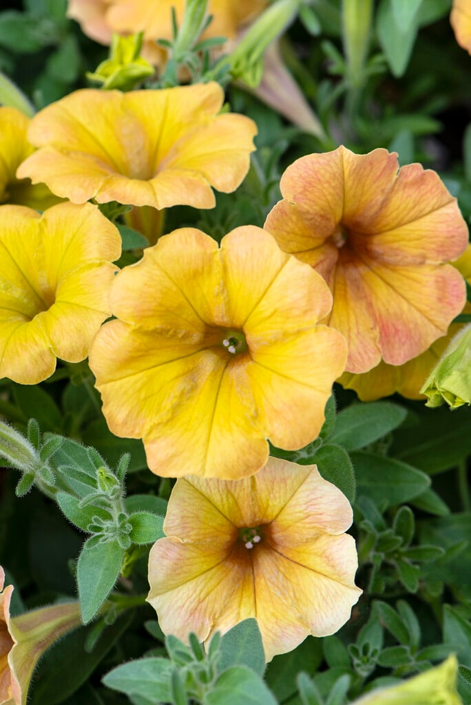 <i>Petunia</i> [<span style="font-variant: small-caps;">Cascadias Indian Summer</span>] ('Dcas303') (Cascadias Series)