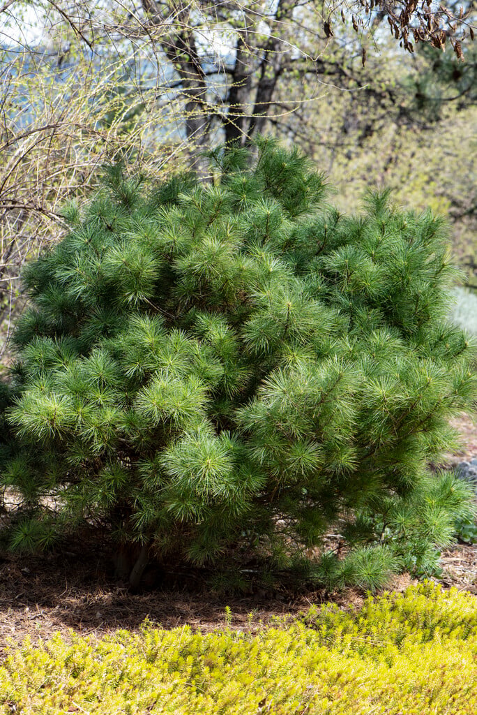 Weymouth pine 'Radiata'