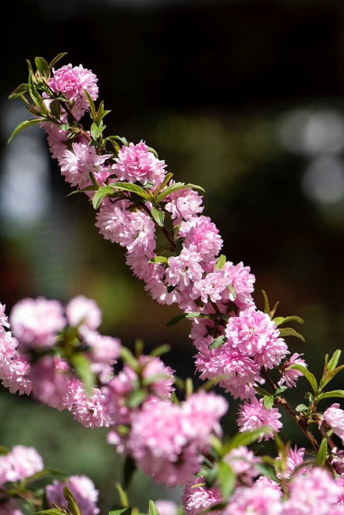 dwarf flowering almond