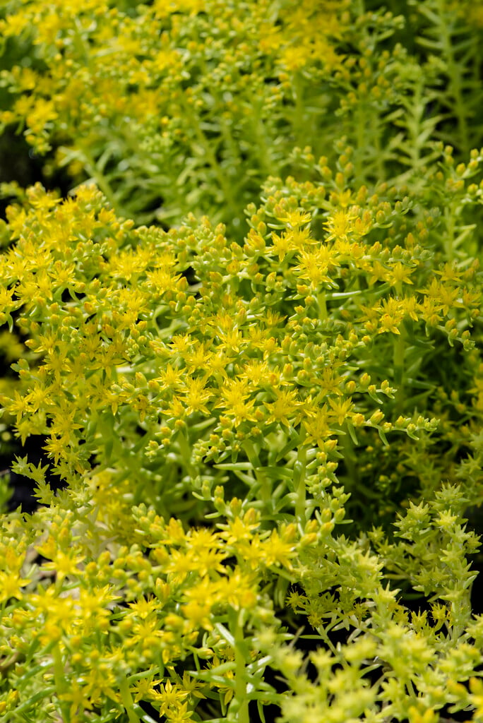 <em>Sedum</em> 'Lemon Ball'