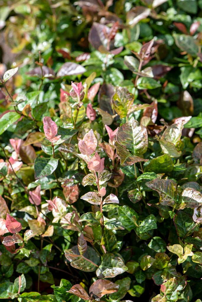 <i>Trachelospermum</i> <i>asiaticum</i> [<span style="font-variant: small-caps;">Snow-N-Summer</span>] ('Hosns')