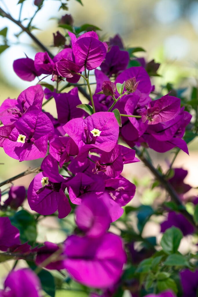 <i>Bougainvillea</i> [<span style="font-variant: small-caps;">Purple Queen</span>] ('Moneth')